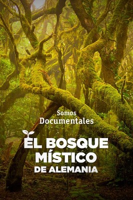 El bosque místico de Alemania