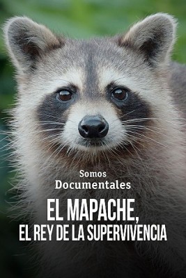 El mapache, el rey de la supervivencia