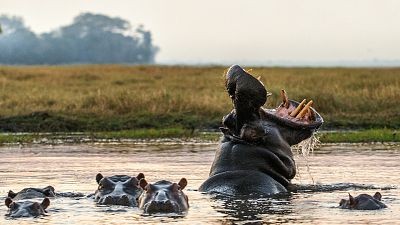 El río de los hipopótamos