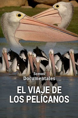 El viaje de los pelícanos