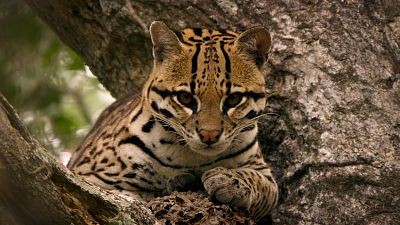 Felinos salvajes