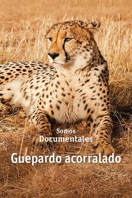 Guepardo acorralado