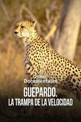 Guepardo. La trampa de la velocidad