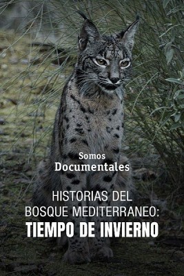 Historias del bosque mediterráneo: tiempo de invierno