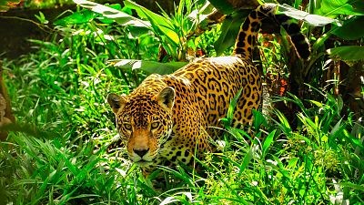 Jaguar. El espíritu de la selva