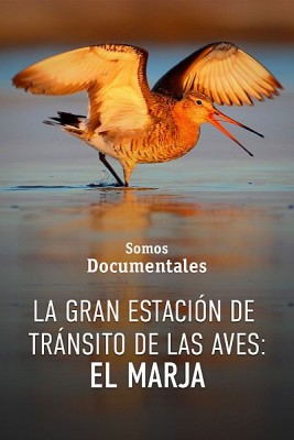 La gran estación de tránsito de las aves: el Marjal de Turov