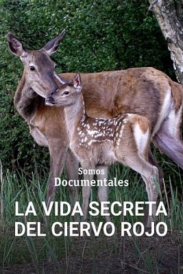 La vida secreta del ciervo rojo