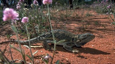 Lagartos de Australia