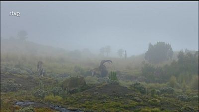 Las montañas Simien