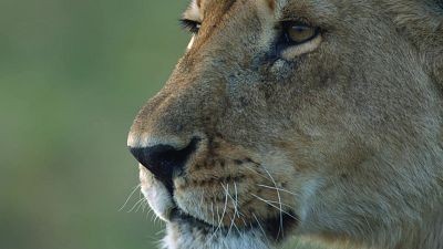 Leones
