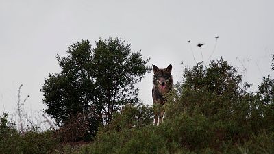 Lobo