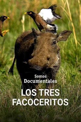 Los tres facoceritos