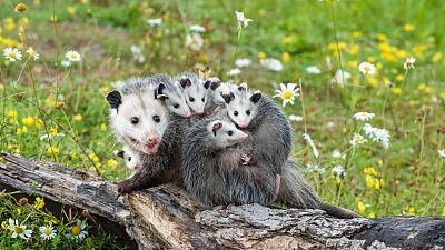 Marsupiales