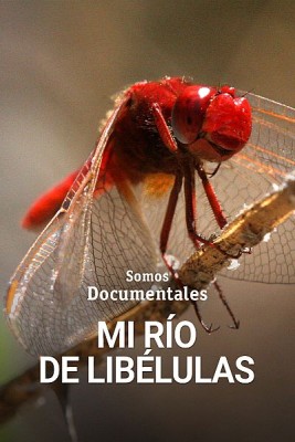 Mi río de libélulas