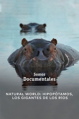 Natural World: Hipopótamos, los gigantes de los ríos