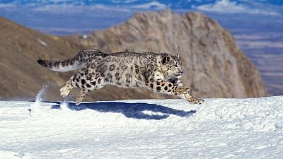 Panteras - El leopardo de las nieves