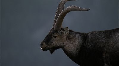 Pelea de cabras on the rocks II