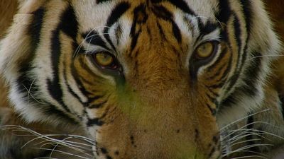 Tigres
