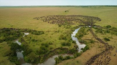 Travesías animales épicas