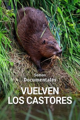 Vuelven los castores