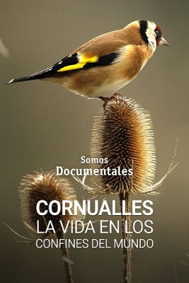 Cornualles, la vida en los confines del mundo