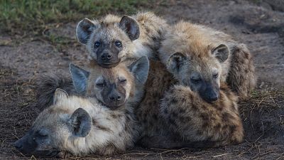 El Clan
