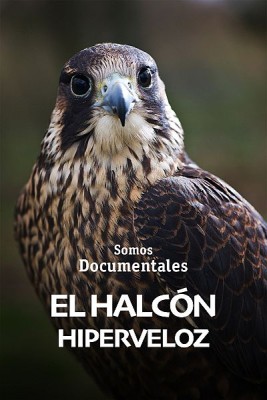 El halcón hiperveloz