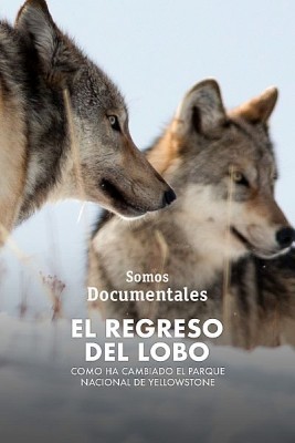El regreso del lobo. Cómo ha cambiado el Parque Nacional