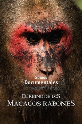 El reino de los macacos rabones