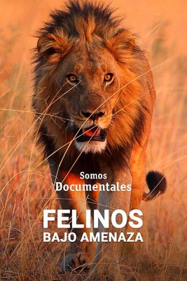 Felinos bajo amenaza