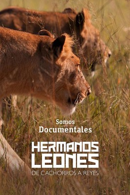 Hermanos leones: de cachorros a reyes