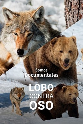 Lobo contra oso