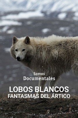 Lobos blancos, fantasmas del Ártico