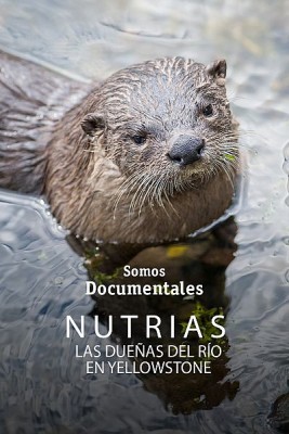 Nutrias. Las dueñas del río en Yellowstone