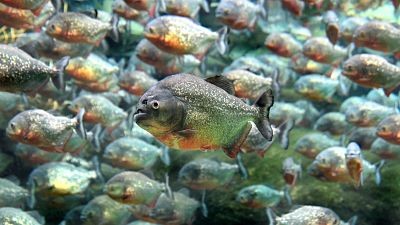 Piraña