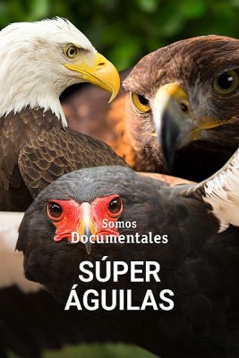 Súper águilas
