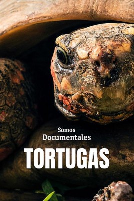 Tortugas