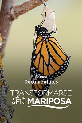 Transformarse en mariposa