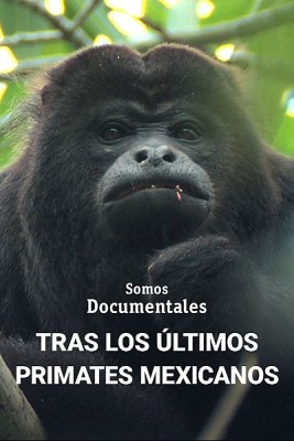Tras los últimos primates mexicanos